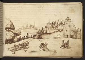 Dodać. 82955, f.49 Szarańcza jedząca wysoką roślinę.  , z Historii Animalium, (składający się z 245 rysunków wykonanych piórem i atramentem różnych gatunków zwierząt i mitycznych stworzeń, każdy opatrzony opisem.)    1595 autorstwa Italian School