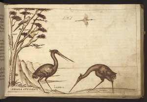 Dodać. 82955, f.70   Czapla („ardeola”).  , z Historii Animalium, (składający się z 245 rysunków wykonanych piórem i atramentem różnych gatunków zwierząt i mitycznych stworzeń, każdy opatrzony opisem.)    1595 autorstwa Italian School