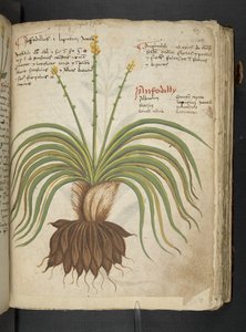 Dodaj MS 41623 
