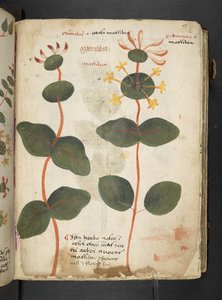 Dodaj MS 41623 