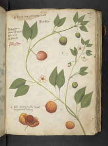 Dodaj MS 41623 