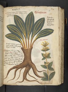 Dodaj MS 41623 