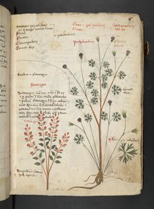 Dodaj MS 41623 
