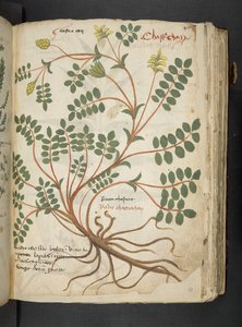 Dodaj MS 41623 