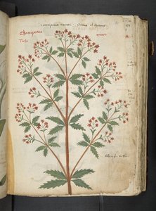 Dodaj MS 41623 