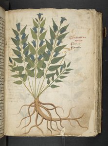 Dodaj MS 41623 