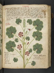Dodaj MS 41623 