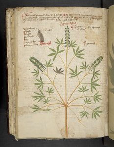 Dodaj MS 41623 f.101v 