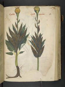 Dodaj MS 41623 f.102r Cardo 
