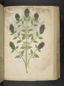 Dodaj MS 41623 f.103r Consolida, z 