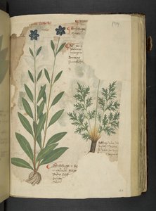 Dodaj MS 41623 f.104r Sassifraga, z 