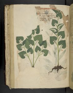 Dodaj MS 41623 f.104v Anthurium, z „A herbal”, Belluno (tusz i kolor na welinie) autorstwa Italian School