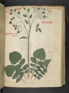 Dodaj MS 41623 f.110r 