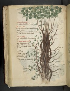 Dodaj MS 41623 f.110v drzewo mangrowe, z "zioła", Belluno (tusz i kolor na welinie) autorstwa Italian School