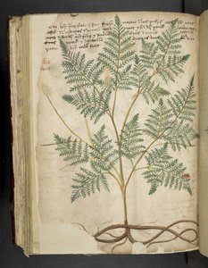 Dodaj MS 41623 f.114v 