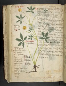 Dodaj MS 41623 f.115v Pentafilon (lub 