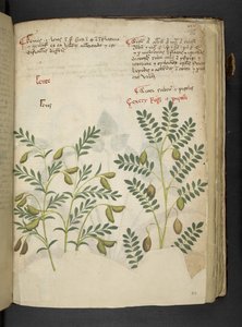 Dodaj MS 41623 f.116r 