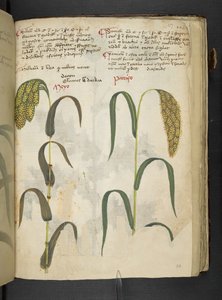 Dodaj MS 41623 f.117r 
