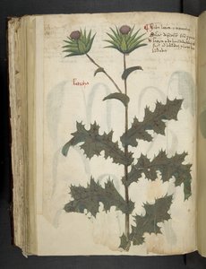 Dodaj MS 41623 f.117v Thistle 