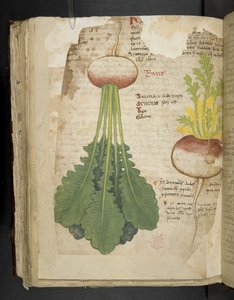 Dodaj MS 41623 f.126v 