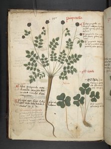 Dodaj zioła MS 41623 f.14v A, Belluno (tusz i kolor na welinie) autorstwa Italian School