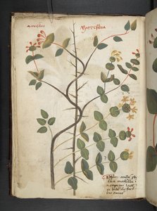 Dodaj zioła MS 41623 f.15v A, Belluno (tusz i kolor na welinie) autorstwa Italian School