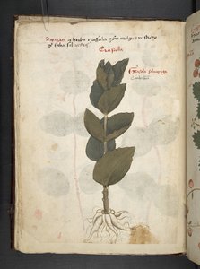 Dodaj zioła MS 41623 f.16v A, Belluno (tusz i kolor na welinie) autorstwa Italian School