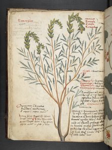 Dodaj zioła MS 41623 f.18v A, Belluno (tusz i kolor na welinie) autorstwa Italian School