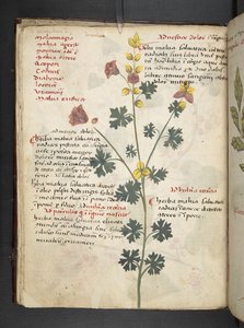 Dodaj zioła MS 41623 f.19v A, Belluno (tusz i kolor na welinie) autorstwa Italian School