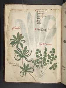Dodaj zioła MS 41623 f.1v A, Belluno (tusz i kolor na welinie) autorstwa Italian School