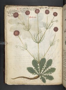 Dodaj zioła MS 41623 f.26v A, Belluno (tusz i kolor na welinie) autorstwa Italian School