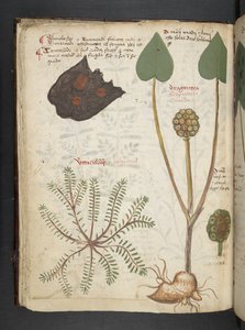 Dodaj MS 41623 f.28v 