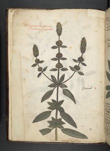 Dodaj zioła MS 41623 f.2v A, Belluno (tusz i kolor na welinie) autorstwa Italian School
