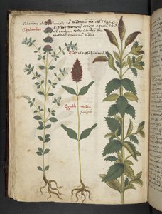 Dodaj MS 41623 f.30v 