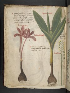 Dodaj MS 41623 f.34v 