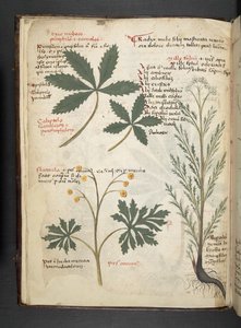 Dodaj zioła MS 41623 f.3v A, Belluno (tusz i kolor na welinie) autorstwa Italian School