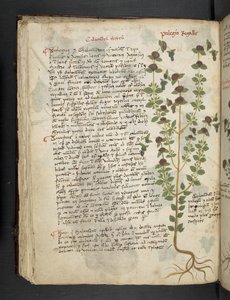 Dodaj MS 41623 f.54v 