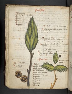 Dodaj MS 41623 f.62v 