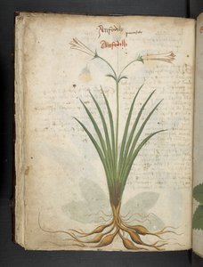 Dodaj MS 41623 f.64v 