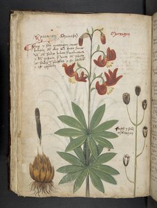 Dodaj MS 41623 f.66v 