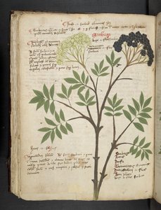 Dodaj MS 41623 f.72v 