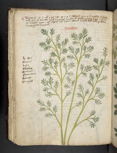 Dodaj MS 41623 f.74v 
