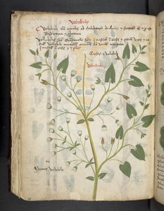 Dodaj MS 41623 f.75v 