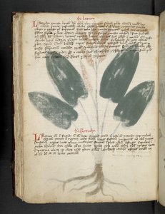 Dodaj MS 41623 f.80v 