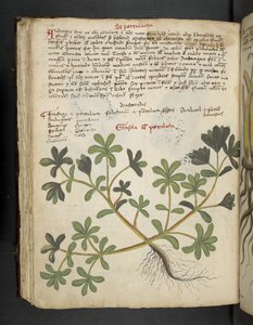 Dodaj MS 41623 f.81v De Portulaca, z "A herbal", Belluno (tusz i kolor na welinie) autorstwa Italian School