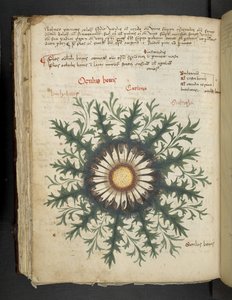 Dodaj MS 41623 f.97v Carlina, z „Zioła”, Belluno (tusz i kolor na welinie) autorstwa Italian School