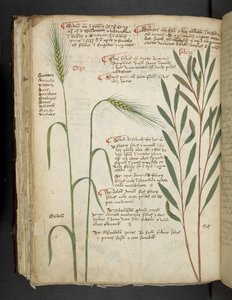 Dodaj MS 41623 f.98v Orzo, z „A herbal”, Belluno (tusz i kolor na welinie) autorstwa Italian School