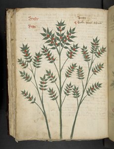 Dodaj MS 41623 f.99v 