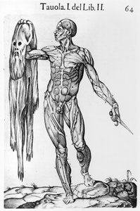 Studium anatomiczne, tablica 64, ilustracja z Anatomia del corpo humano autorstwa Juana de Valverde (ok.1525-ok.1587) Rzym, 1560 autorstwa Italian School