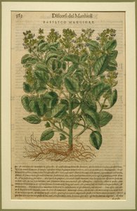 Bazylia, płyta botaniczna z Discorsi autorstwa Pietro Andrea Mattioli (1501-77) opublikowana w Wenecji, 1570 autorstwa Italian School